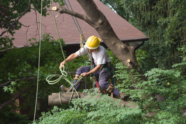 How Our Tree Care Process Works  in  Comfort, TX