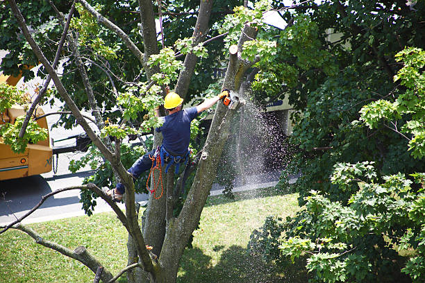 Reliable Comfort, TX Tree Services Solutions