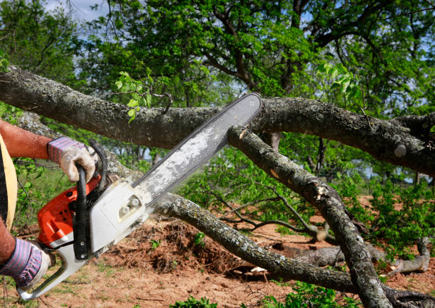 Best Hazardous Tree Removal  in Comfort, TX